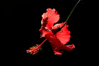 Red Hibiscus Powder-1